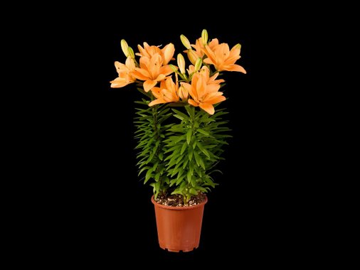 Азиатска лилия