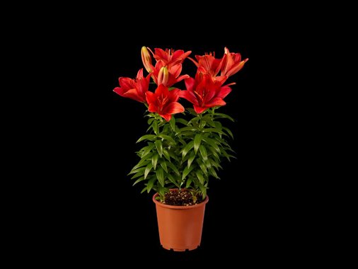 Азиатска лилия