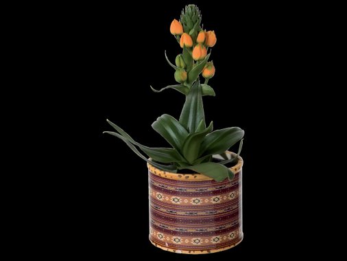 Орнитогалум