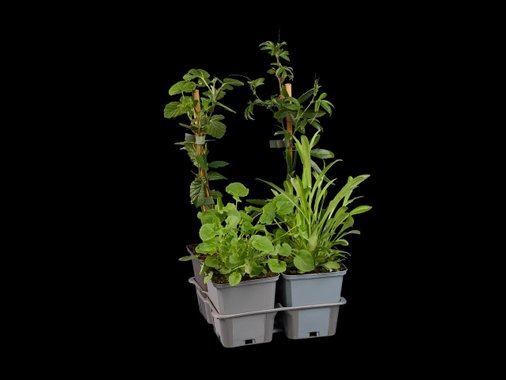 Микс плодни храсти и цветя