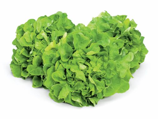 Салата Джентилина