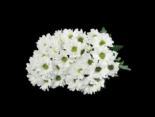 Хризантеми