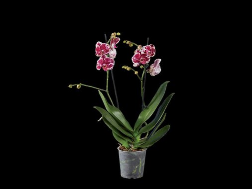 Орхидея Фаленопсис