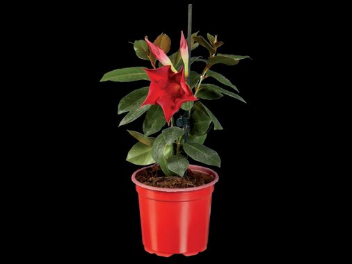 Дипладения