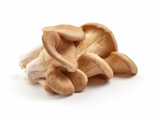 Български гъби Кладница