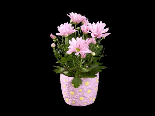 Цъфтящо растение