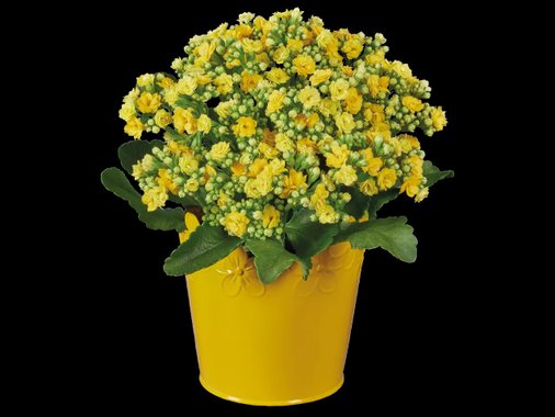 Великденско цвете