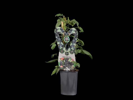 Плоден храст