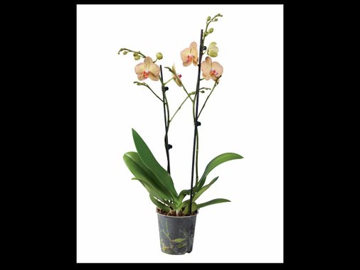 Орхидея Фаленопсис