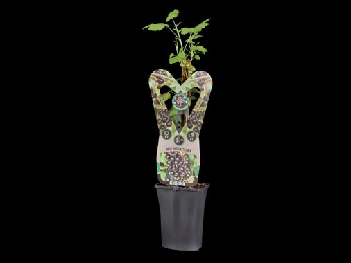 Плоден храст