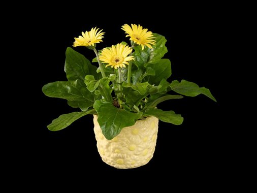 Цъфтящо растение