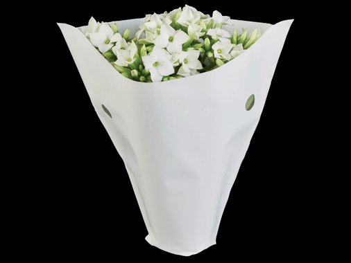 Мини каланхое