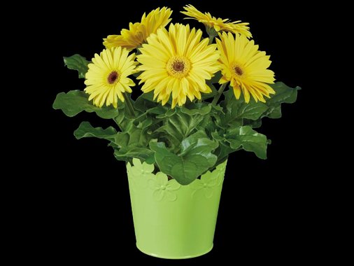 Великденско цвете