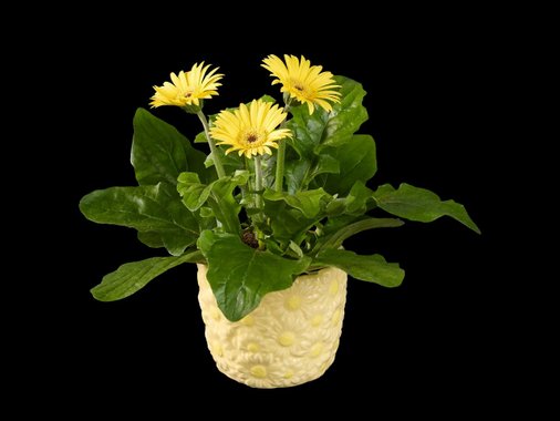 Цъфтящо растение