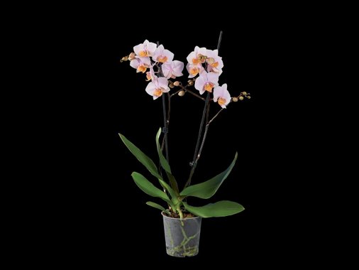 Орхидея Фаленопсис