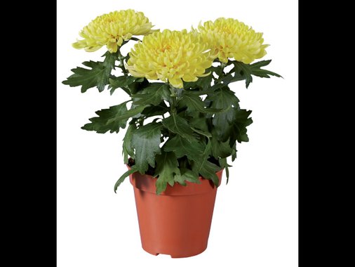 Хризантеми