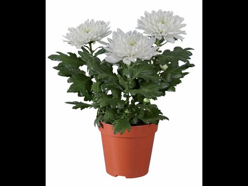 Хризантеми