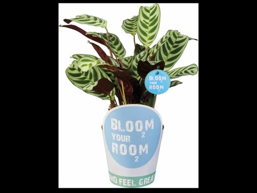 Зелено растение