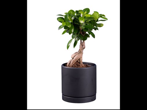 Фикус Женшен