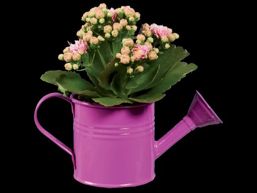 Мини каланхое