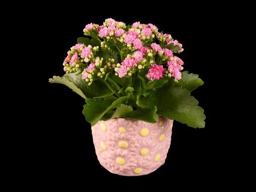 Цъфтящо растение