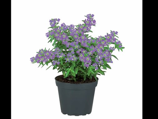 Декоративен цъфтящ храст