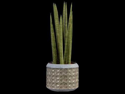 Сансевиера