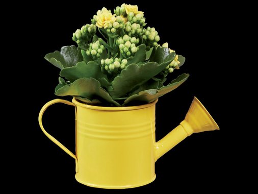 Мини каланхое