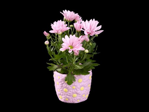 Цъфтящо растение