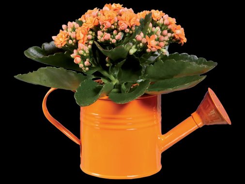 Мини каланхое