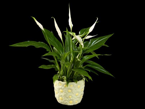 Цъфтящо растение