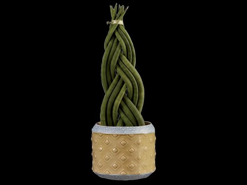 Сансевиера