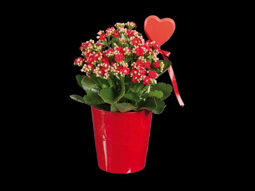 Роза или каланхое