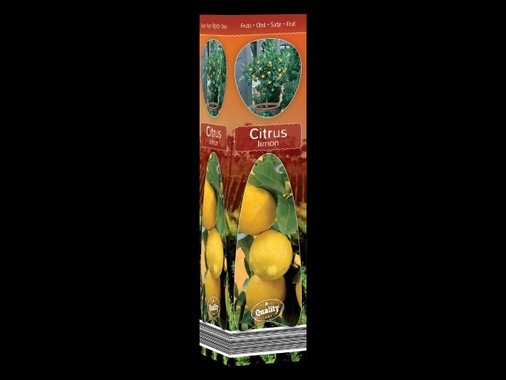 Средиземноморско растение