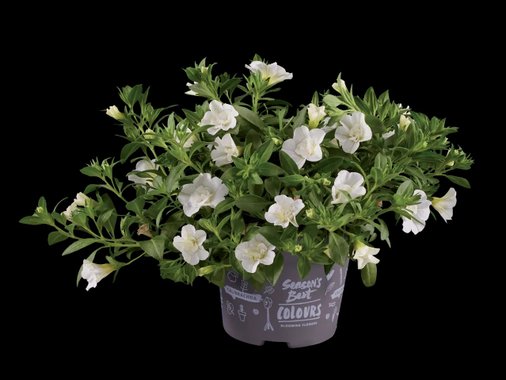 Калибрахое