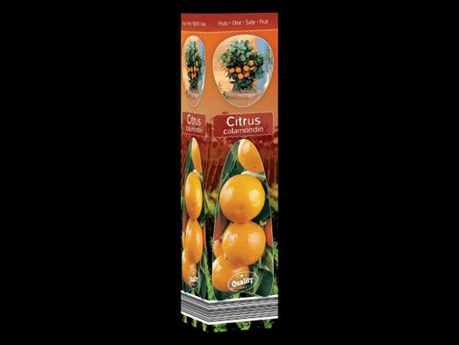 Средиземноморско растение