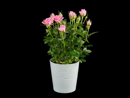 Роза или каланхое