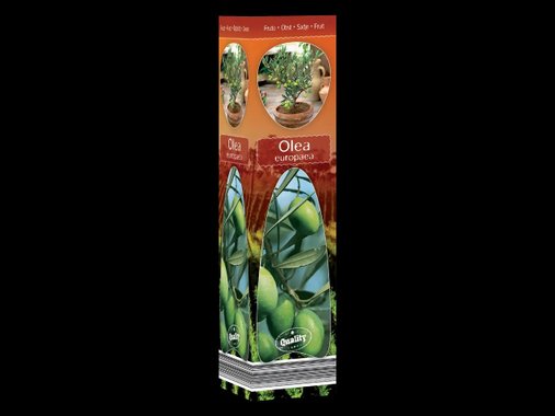 Средиземноморско растение