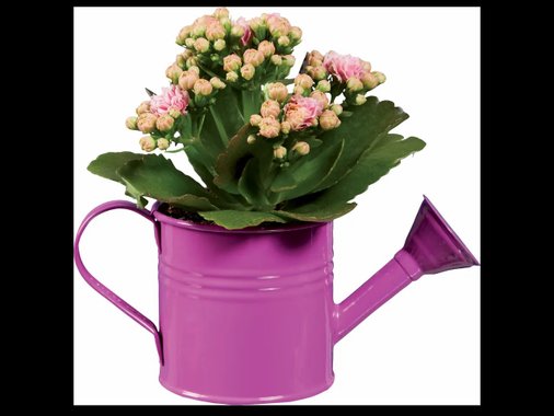 Мини каланхое