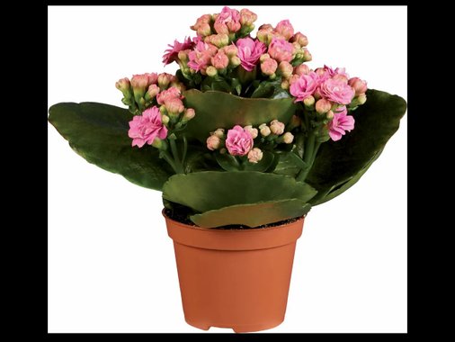 Мини каланхое