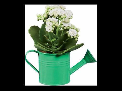 Мини каланхое