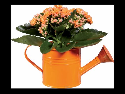 Мини каланхое