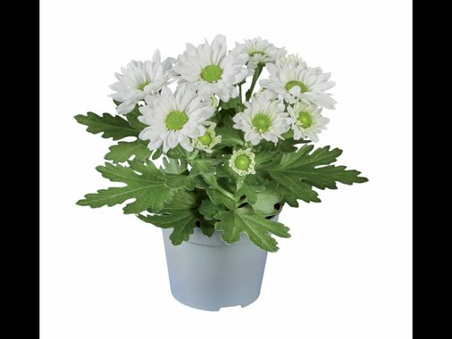 Мини хризантеми