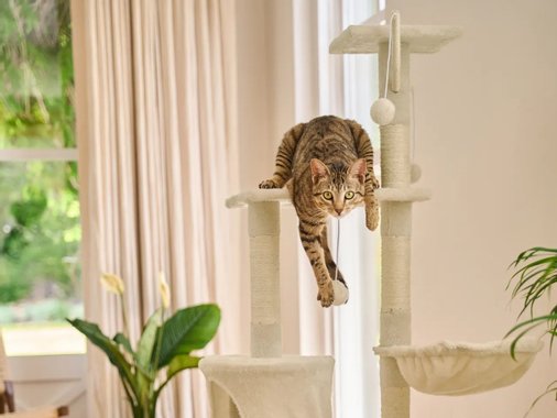 Катерушка за котка