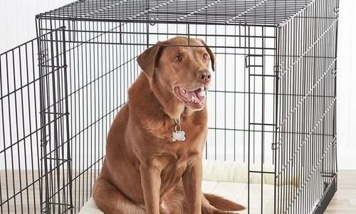 Клетка за транспортиране на животни Beasty Dog Cra