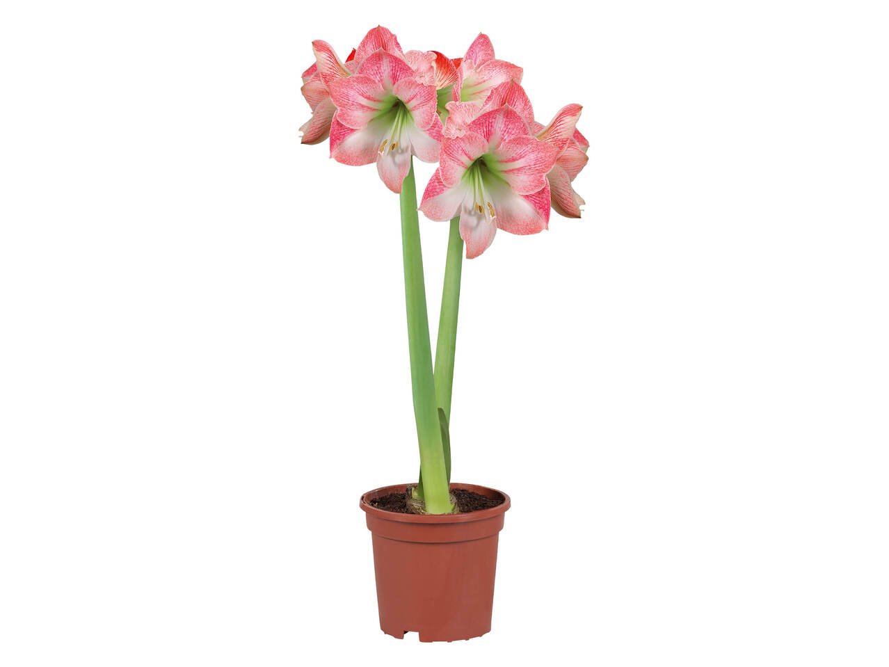 Амарилис | Лидл | Oferta.bg