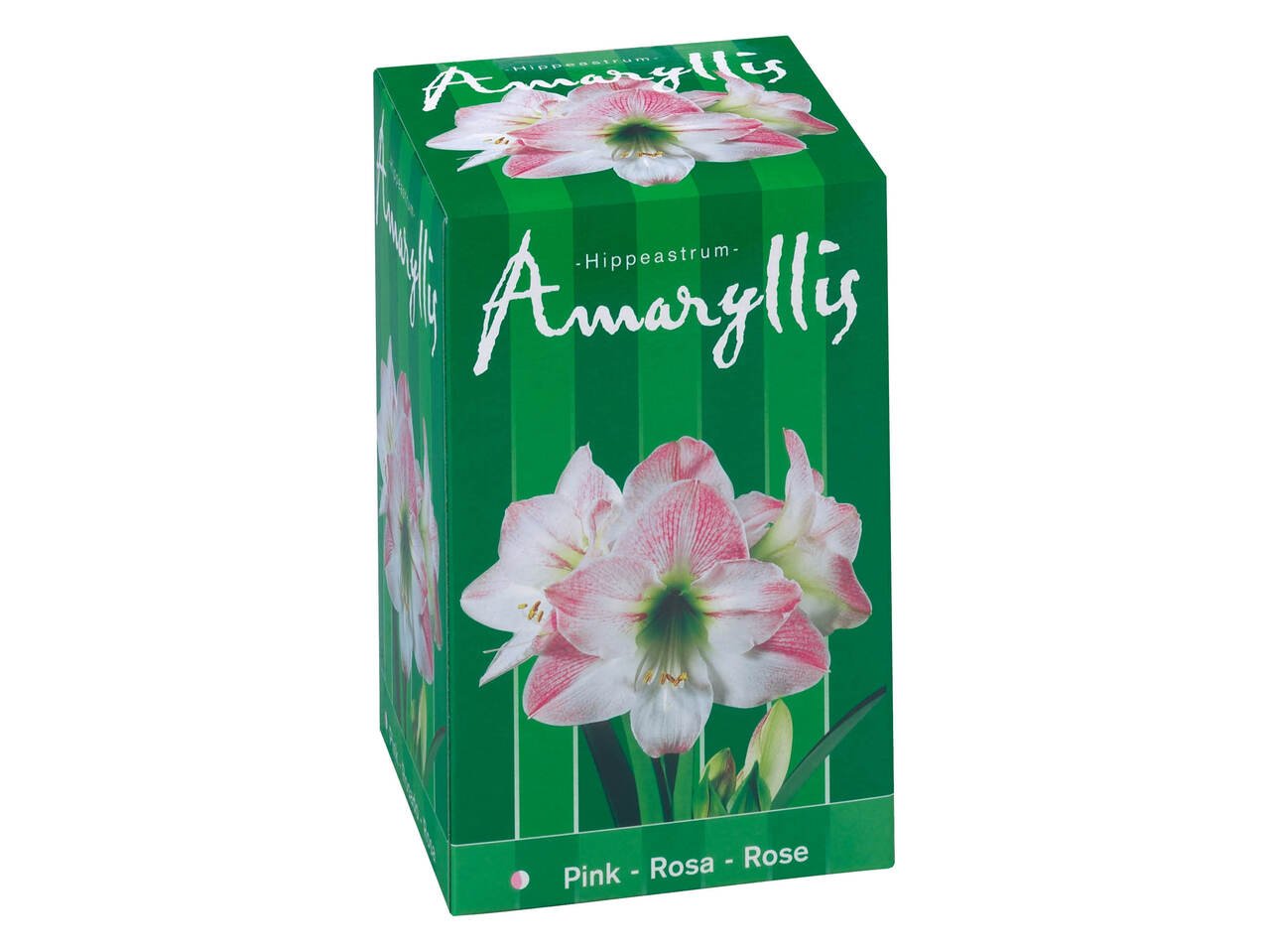 Луковици за амарилис | Лидл | Oferta.bg