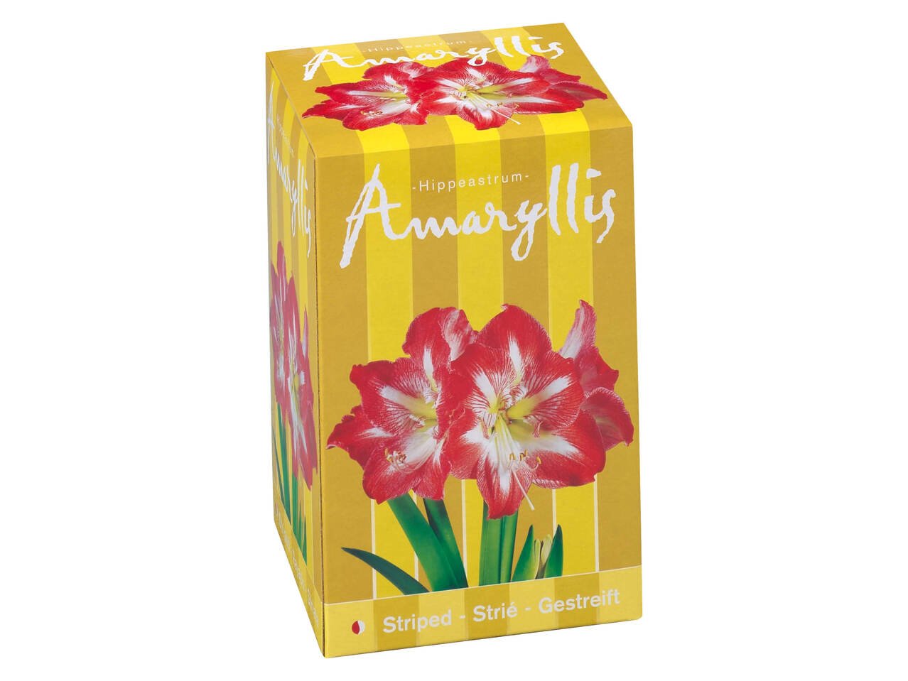 Луковици за амарилис | Лидл | Oferta.bg