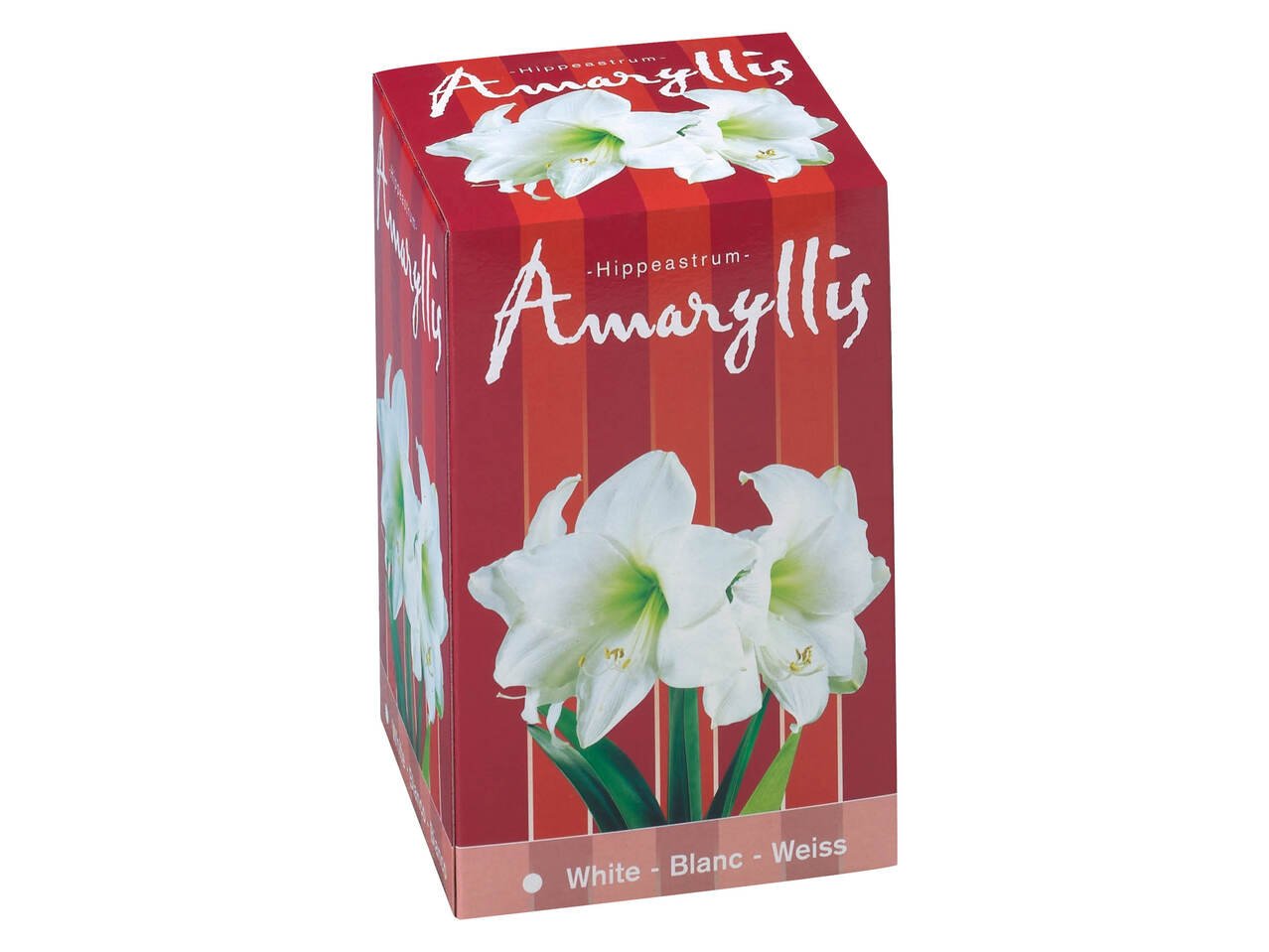 Луковици за амарилис | Лидл | Oferta.bg