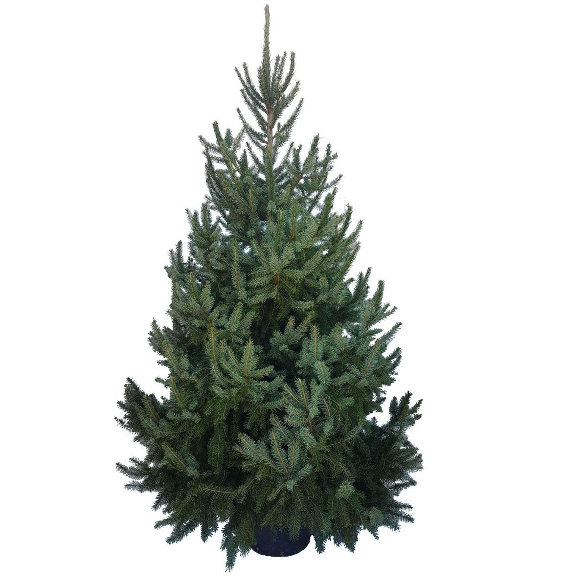 СМЪРЧ СРЪБСКИ 125/150 СМ | Mr Bricolage | Oferta.bg